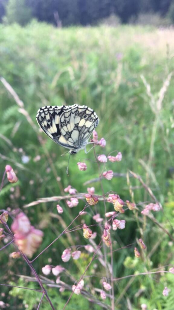 Connexion à la beauté de la nature, papillon symbole de transformation